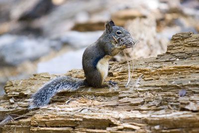 Eekhoorn in Sequoia National Park