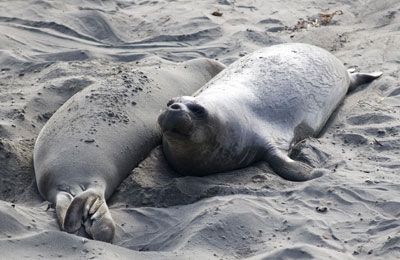 Zeehonden langs Highway 1