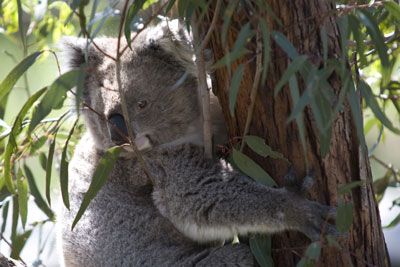 Koala beer