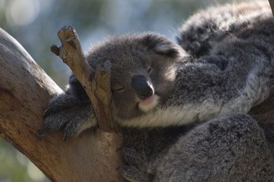 Koala beertje