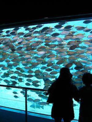 Een hele schol vissen in het aquarium van Seaworld