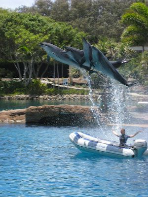 Dolfijnenshow in Seaworld