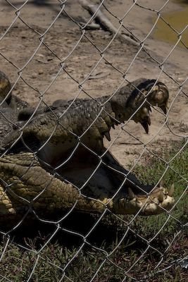 Krokodil op Koorana Crocodile Farm