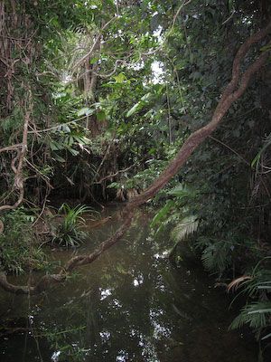 Daintree Rainforest