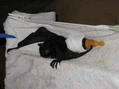 Baby Flying Fox