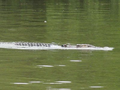 Krokodil in het water