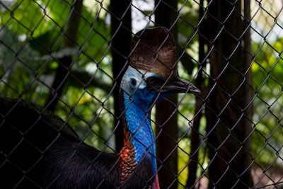 Cassowary in Kuranda Birdworld