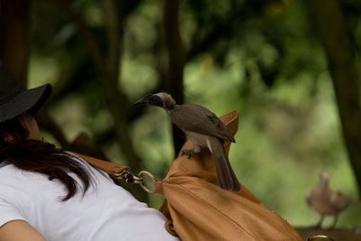 Helmeted Friar Bird in Kuranda Birdworld