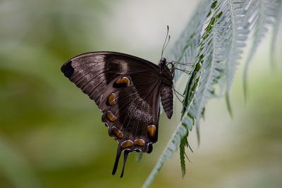 A butterfly in Kuranda