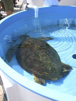 Leatherback schildpad