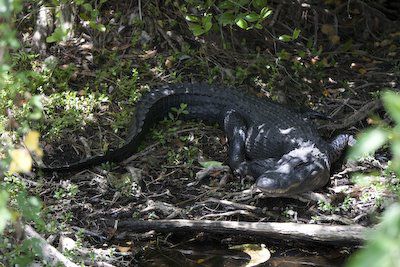 20080511-American-Crocodile-1-717228.jpg