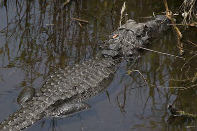 20080511-American-Crocodile-2-743991.jpg