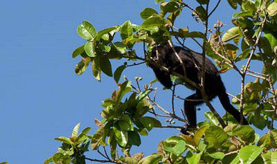 Brulaap in Tikal