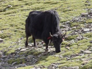 Yak