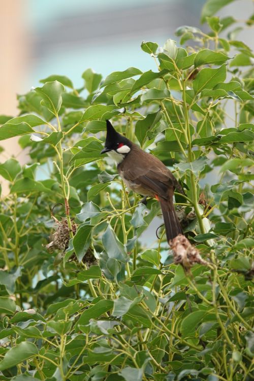 Een roodoorbuulbuul in een Hong Kong park