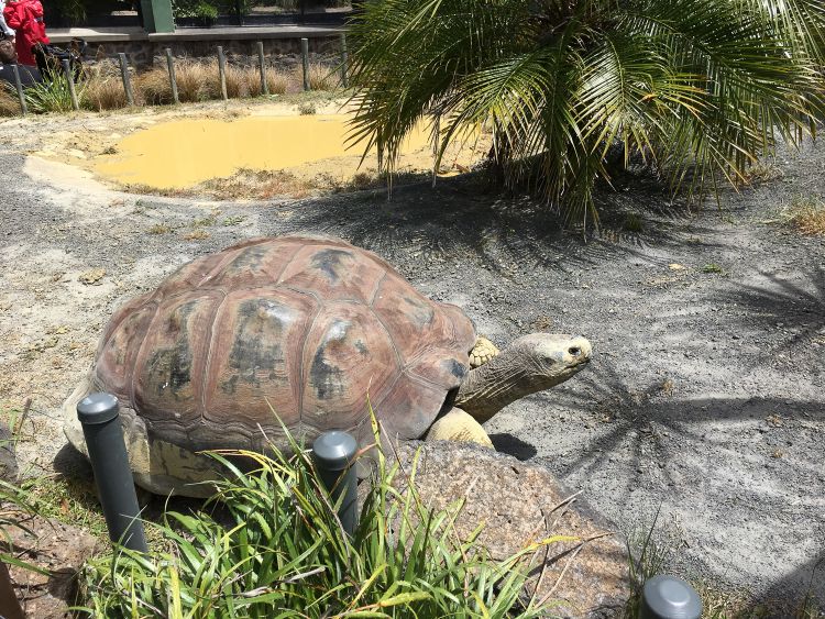 Een erg grote wandelende schildpad