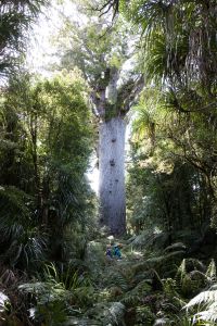 Tane Mahuta