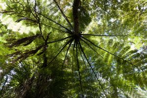 Varen in Waipoua Forest