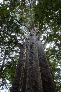 Four Sisters Waipoua Forest