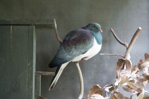 Nieuw-Zeelandse Duif (Kereru)