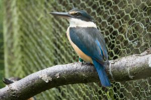 New Zealand Kingfisher