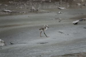 Kleine Pied Stilt