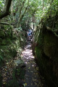 Buller Gorge wandelroute