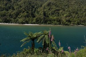 Buller Gorge Scenic Reserve