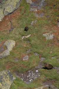 Weka in Tauranga Bay