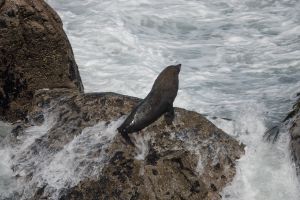 Zeehond Tauranga Bay