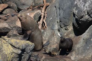 Zeehonden met kleintje Tauranga Bay