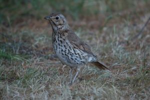 Nieuw Zeelandse vogel