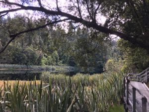 Lake Matheson lookout