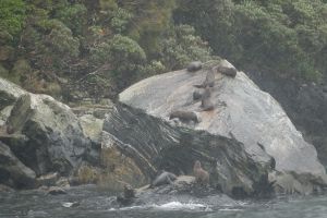 Fur Seals