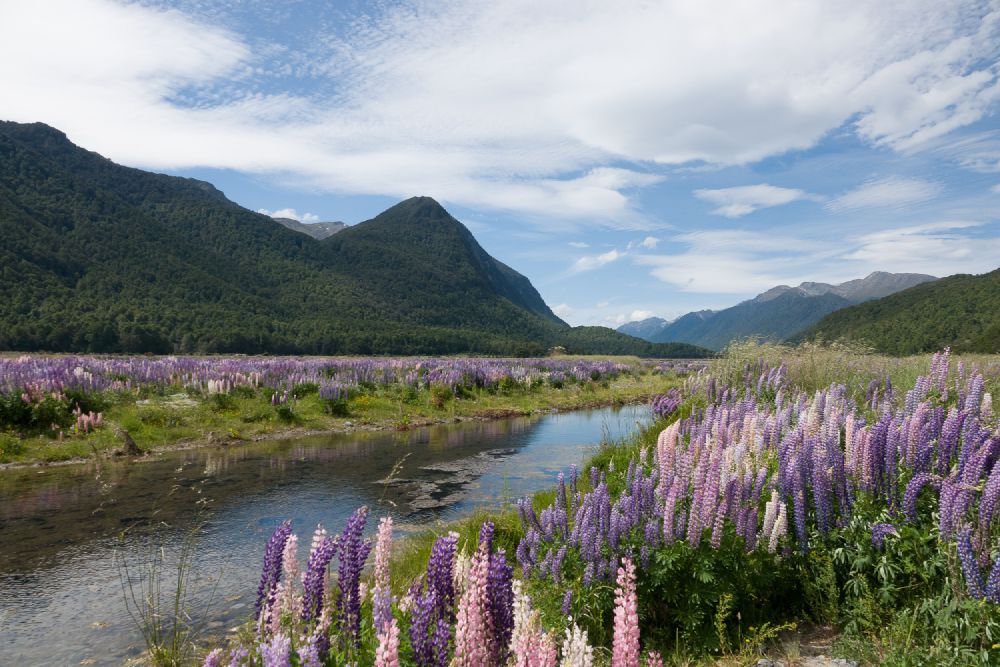 prachtige Lupines