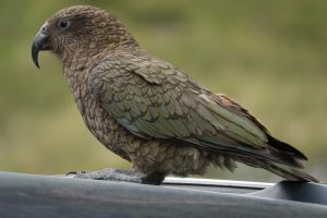 Kea 2