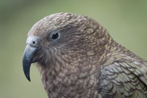 Kea 1