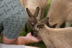 Wallaby's voeren