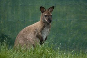 Wallaby