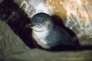 Little Peguin in Timaru