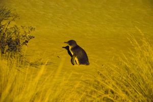 Little Peguin in Timaru