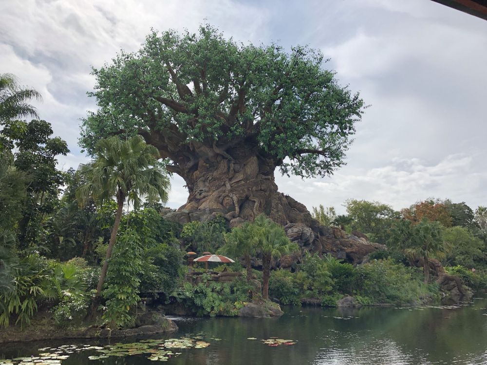 Tree of Life in Animal Kingdom