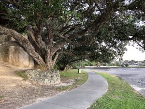 Bomen langs de baai in Auckland