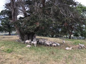 Schapen bij WhiteCliff Boulders