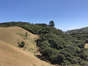 Een stukje bos onderweg naar Wharariki Beach