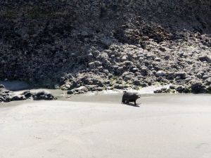 Zeehonden op Wharariki Beach