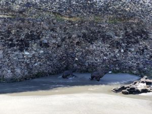 Zeehonden op Wharariki Beach