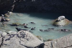 Zeehonden Taurange Bay