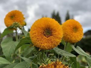 Soort zonnebloemen? Lavendel Farm Wanaka