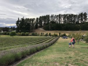 Lavendel veld - Lavendel Farm Wanaka